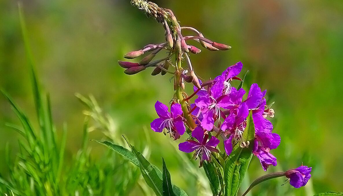 Fireweed en RevitaCheers